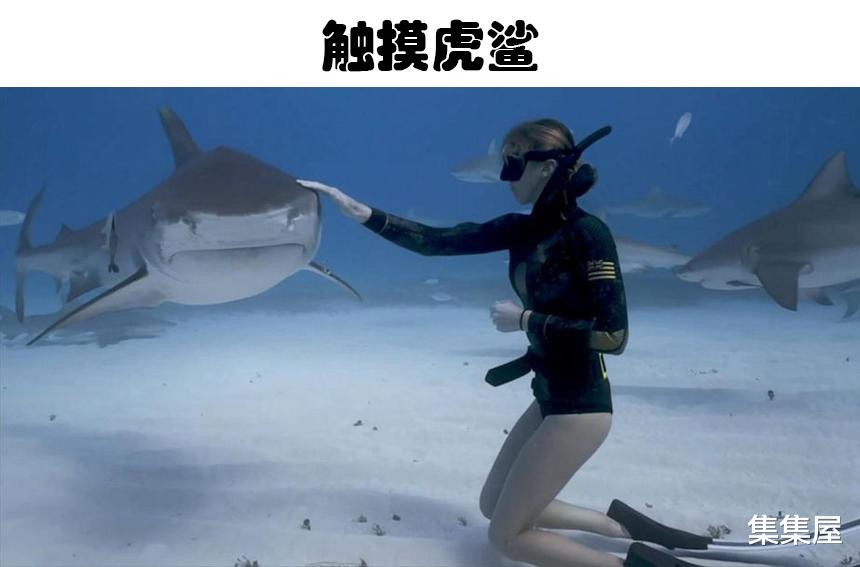 罕见的5个被记录下来的人与海洋生物的接触影像