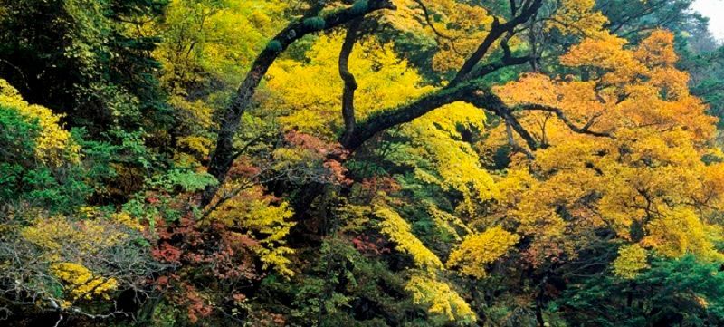 海边|探寻川西的深秋，这里有浓郁的彩林、纯粹的雪山和静谧的原始风光