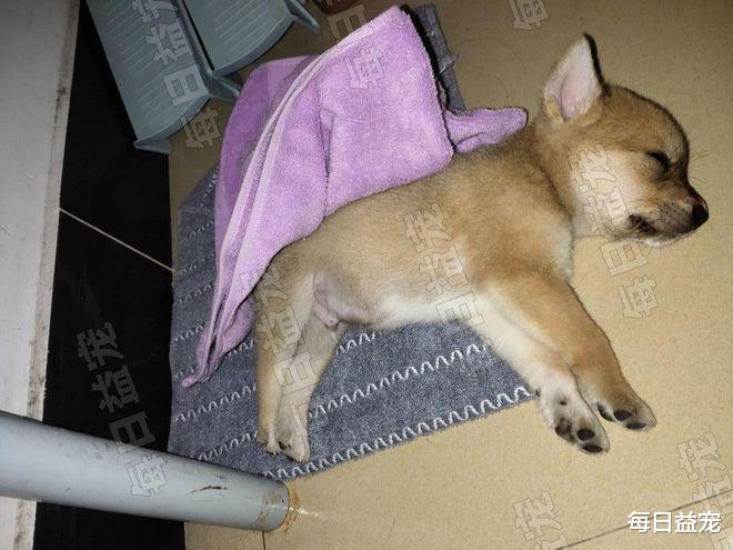 哭笑不得！花高价购买“黄金狗”，洗澡后却大变样，买家当场气哭了