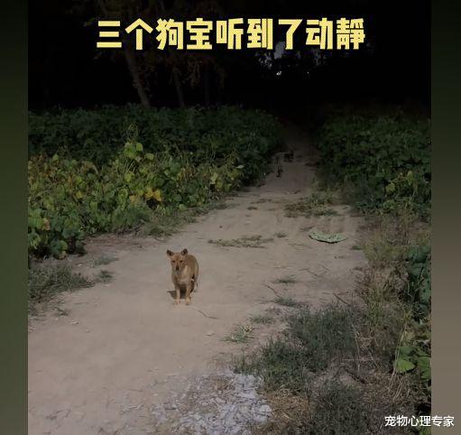 男子头天喂了1只流浪狗,隔天再来时懵了:这是捅了狗窝吗?