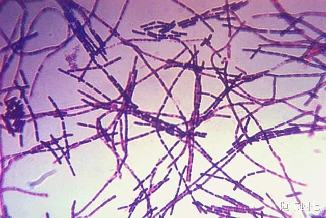 美国336个生物实验室,到底在研究什么?大量细节被曝光