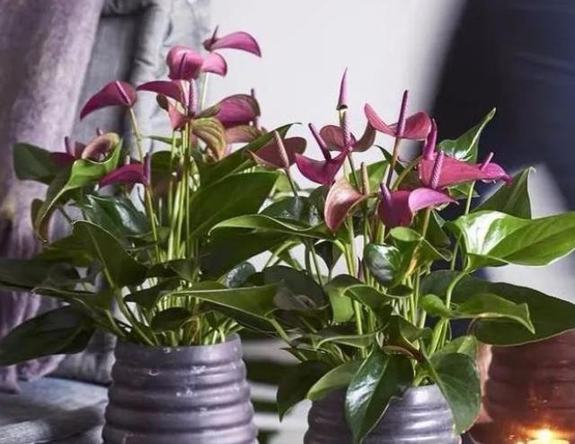 卧室养花不能太“随便”，少养怡情，多养伤身，看看4点就知道了