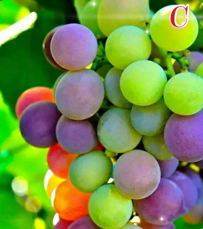 |心理测试：哪串葡萄最甜，测出农历年前你的偏财指数有多高？