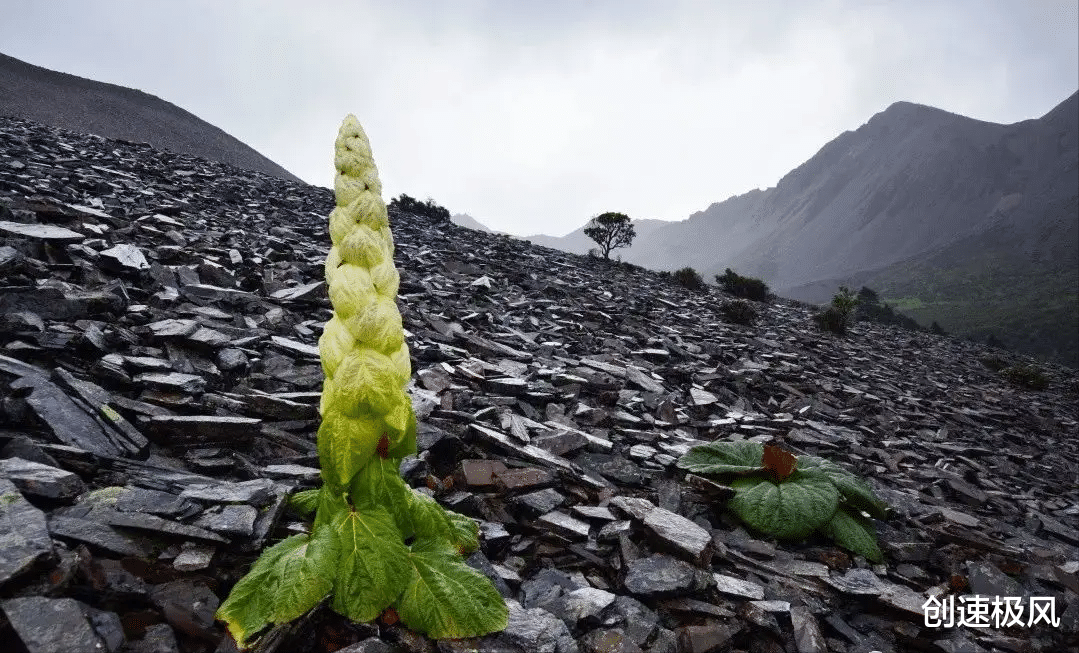 |摘一颗赔4000？川藏线上比雪莲还珍贵的“大白菜”，到底是什么？