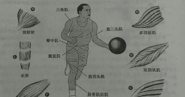 人类没发展出攻击性器官?其实有四大攻击手段,只是我们浑然不知