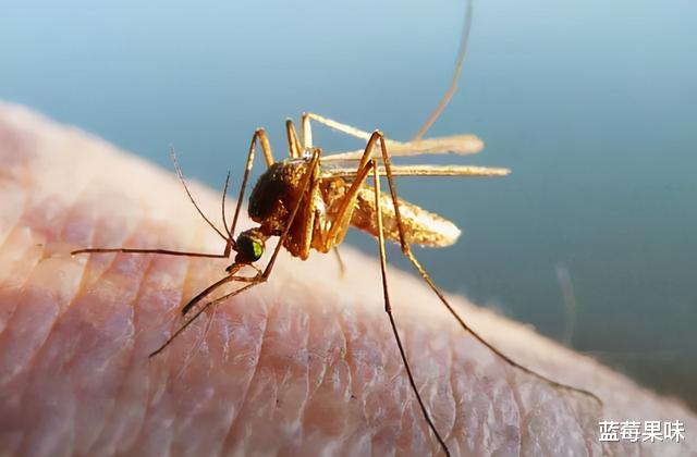 蚊子每年导致100多万人死亡,当人类消灭了所有蚊子会发生什么?