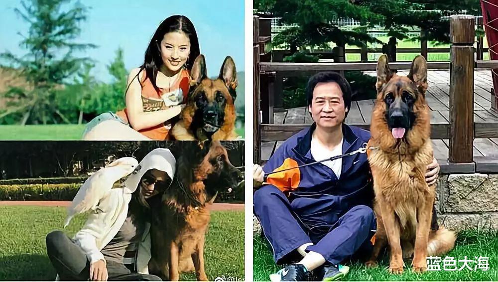 刘亦菲|刘亦菲和杨采钰，都是陈金飞力捧的女星，境遇却大不相同