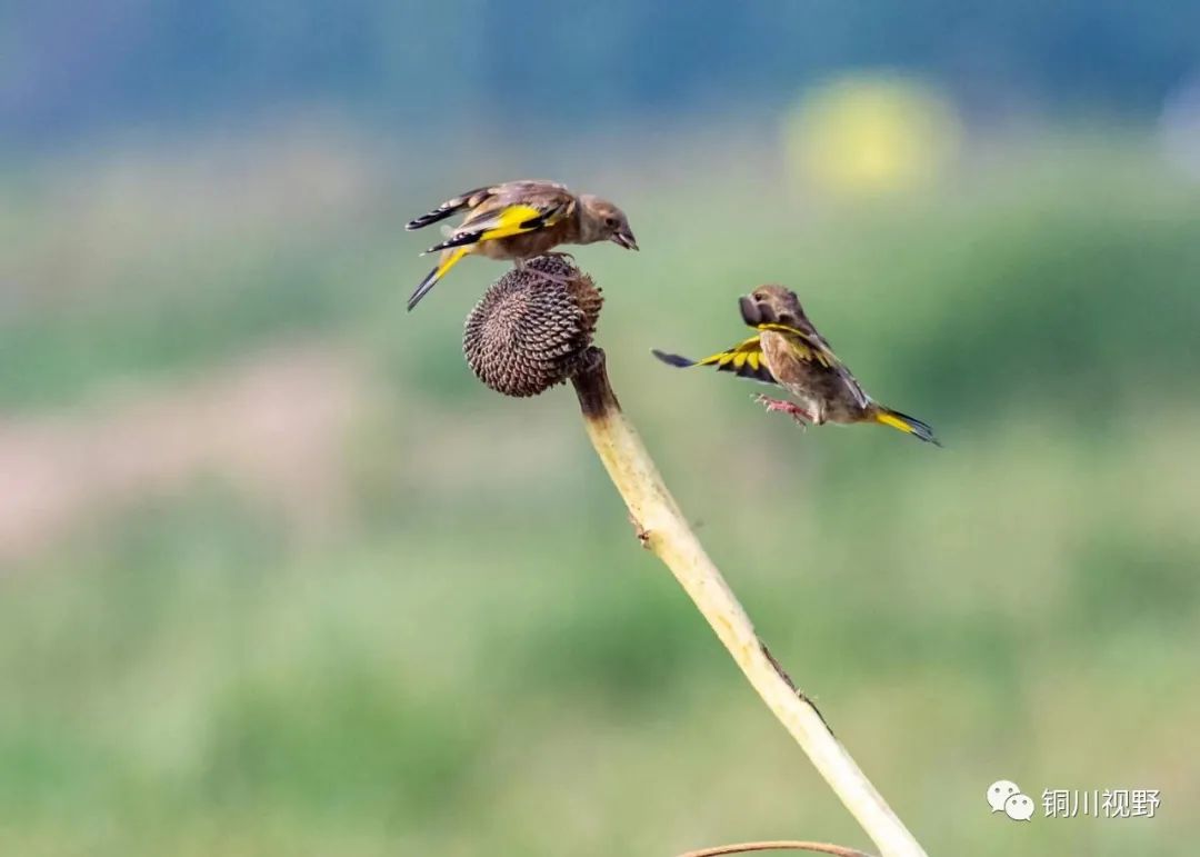 乡村旅游|成双成对金翅雀鸟儿||铜川摄影人：张宝光摄