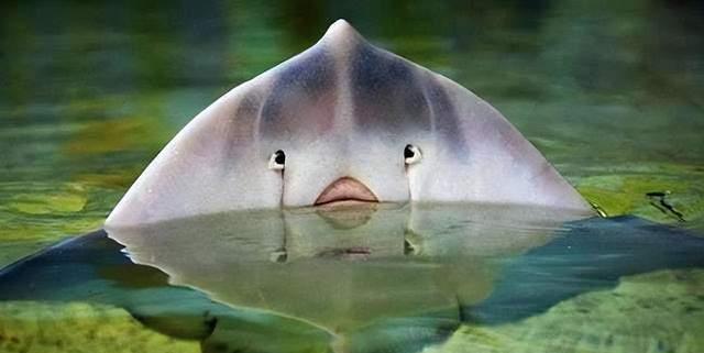 鱼靠什么在黑夜和浑浊的水中觅食?显然不是鱼眼!