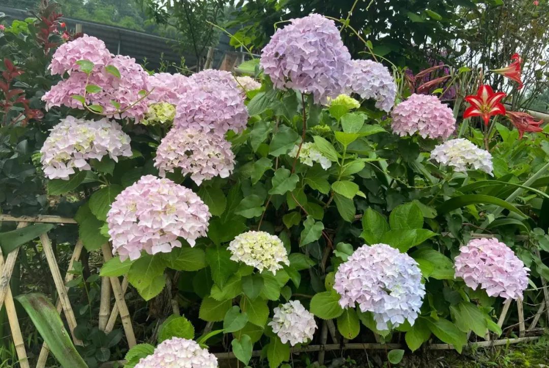 重庆|重庆这些地方绣球花开，打翻了初夏的调色盘！