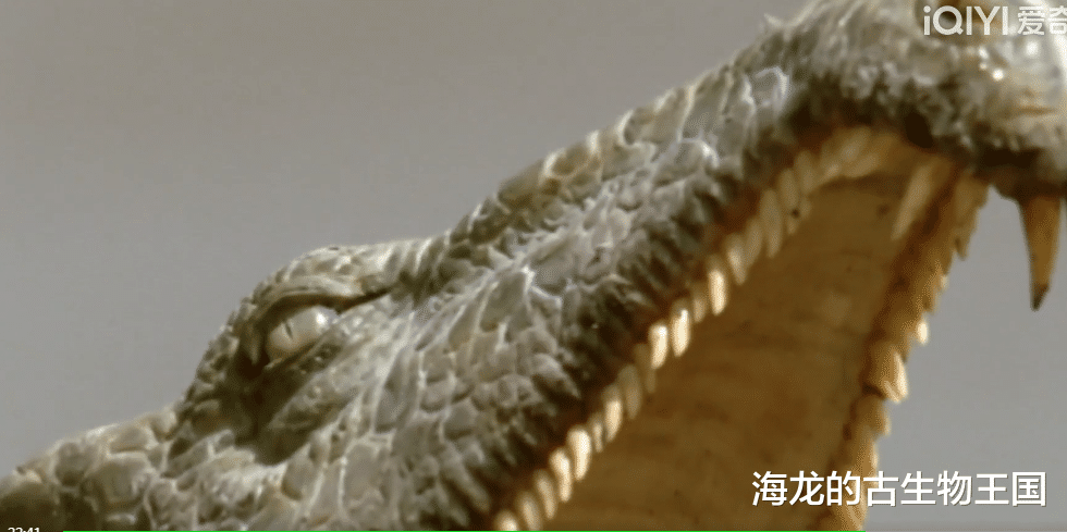 水龙兽大规模迁移!掠食者纷纷围追堵截!