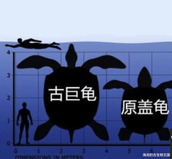 《史前星球》第一集暴龙在海滩上吃掉的死龟是什么龟?