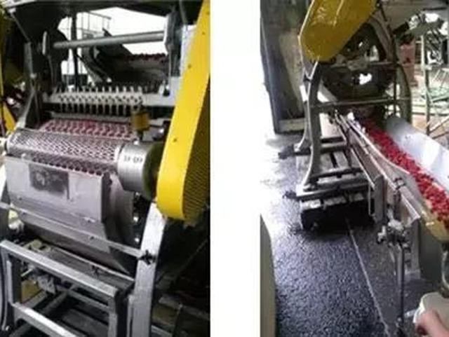 |金刚菩提的“滚筒籽”好不好