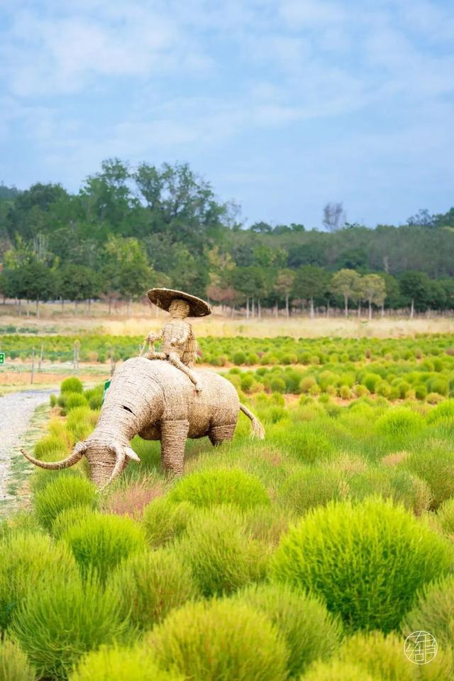 马鞍山森林公园|全武汉最大的地肤花海红了!快来打卡