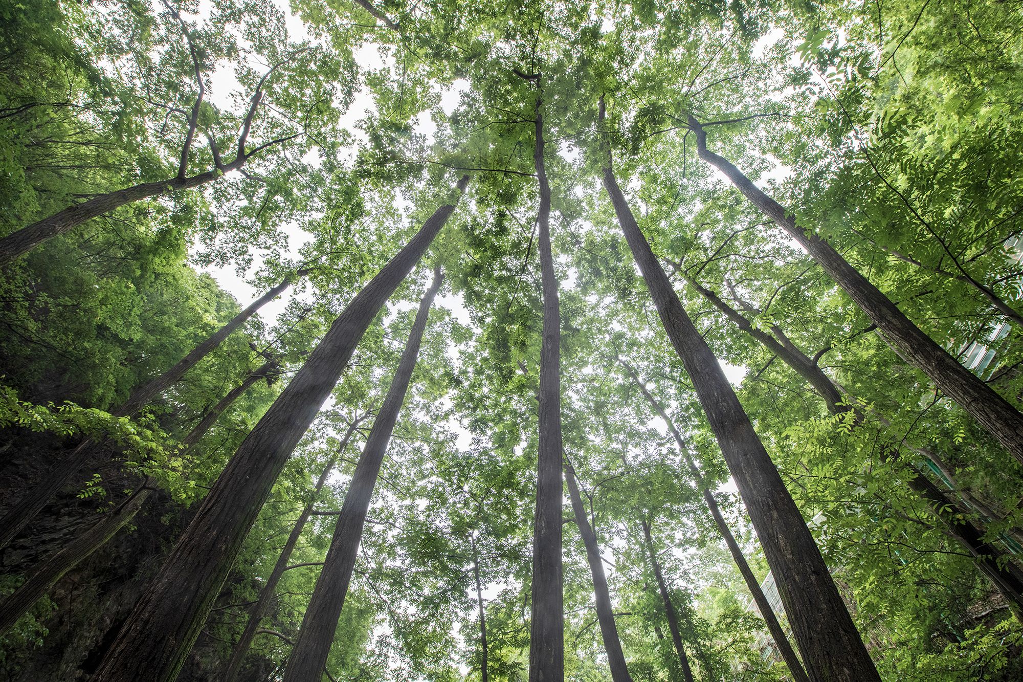 洛阳|河南旅游景区太给力了,免费两个月,来洛阳这个小众宝藏景区踩点