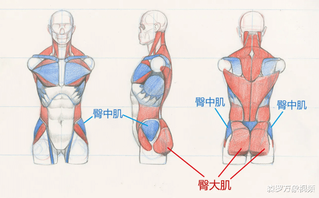人类的屁股有多奇特?独一无二的存在,由猿进化成人最重要的标志