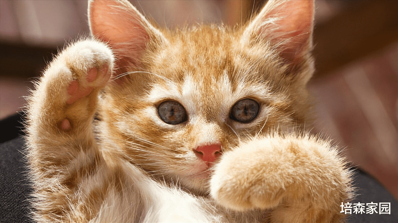 猫咪为什么喜欢晒太阳，这些原因你知道吗？