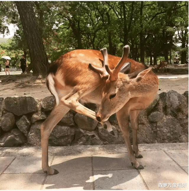 为什么马的腿断就只能死亡呢四足动物失去一条腿意味着什么