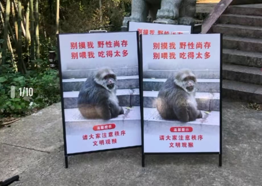羊祜殿猴子“星星”走红,数十年猴生风云变化