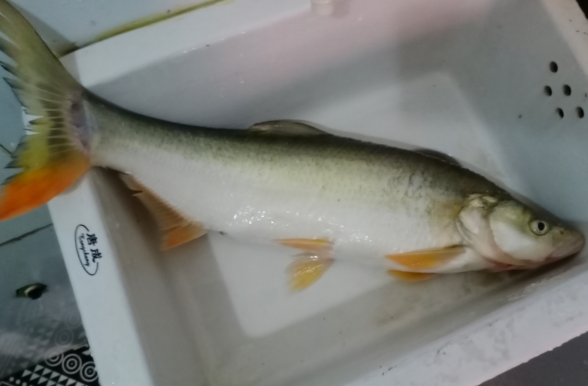 饵料|钓鱼如何小中取大，记住这一点，钓的鱼都比旁边大