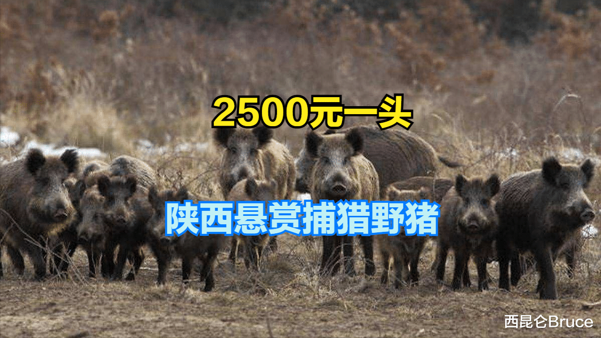 一头奖励2500元!陕西发布捕猎野猪悬赏?当地回应不能下毒和用枪