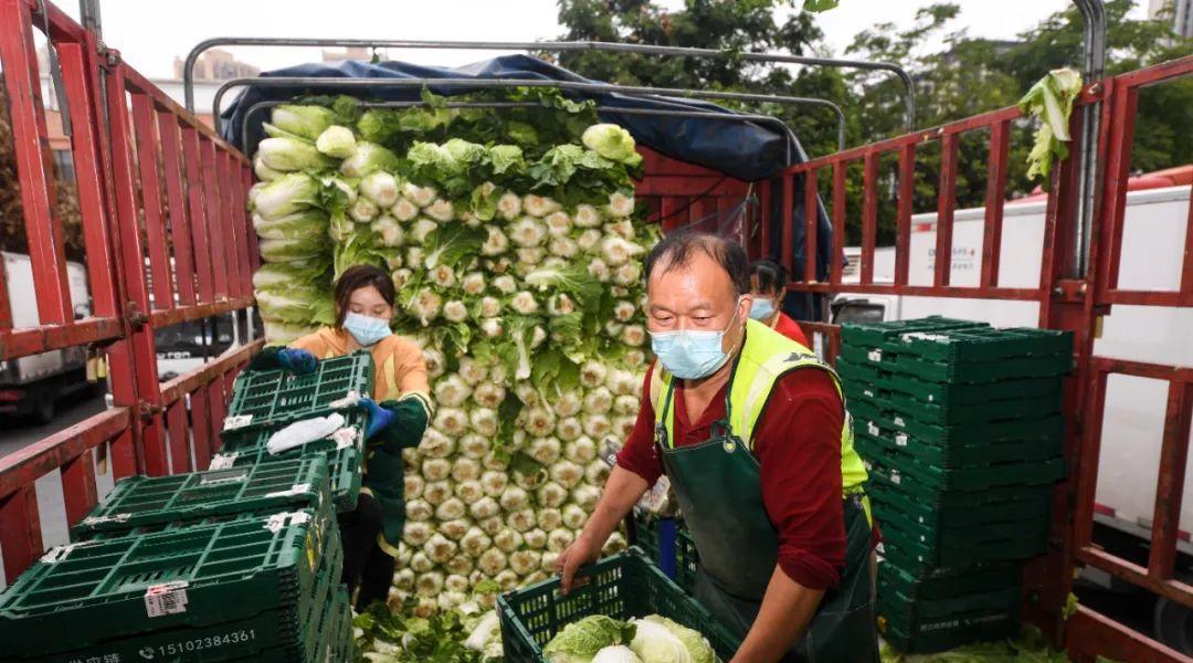 蔬菜|农民遭遇卖菜难近十万斤蔬菜被毁掉,一些地方为何要毁菜?