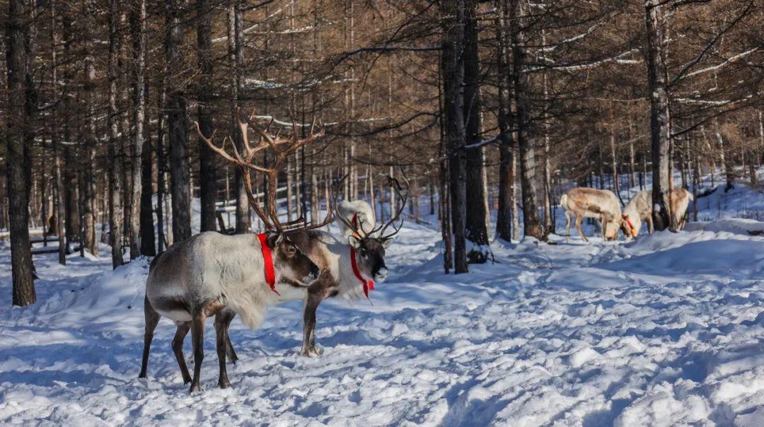 涨停|《雪国的森林》纪录片以外的故事:敖鲁古雅使鹿部落