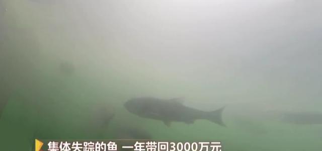 2008年,老板投放6000万尾鲢鳙,鱼群集体失踪,10年后年入3000万