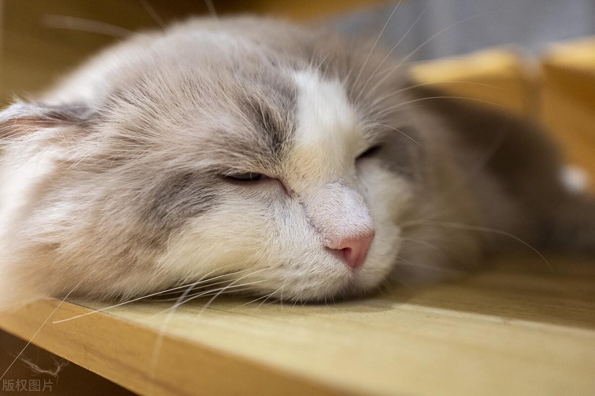 怀孕了，猫就要送人吗？