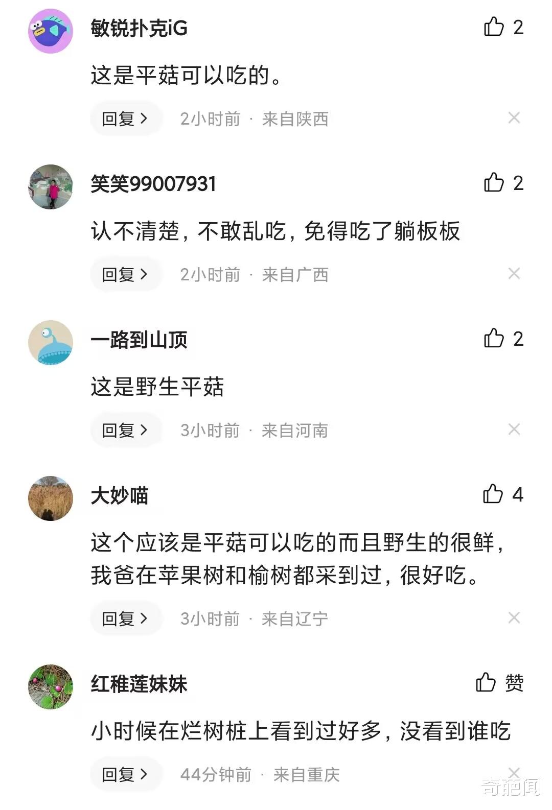 女子田里发现野蘑菇,因头次见不敢摘,网友看完直呼:人间美味!