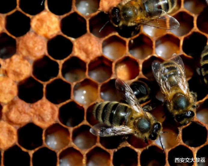 关于宇宙结构的某种猜测
