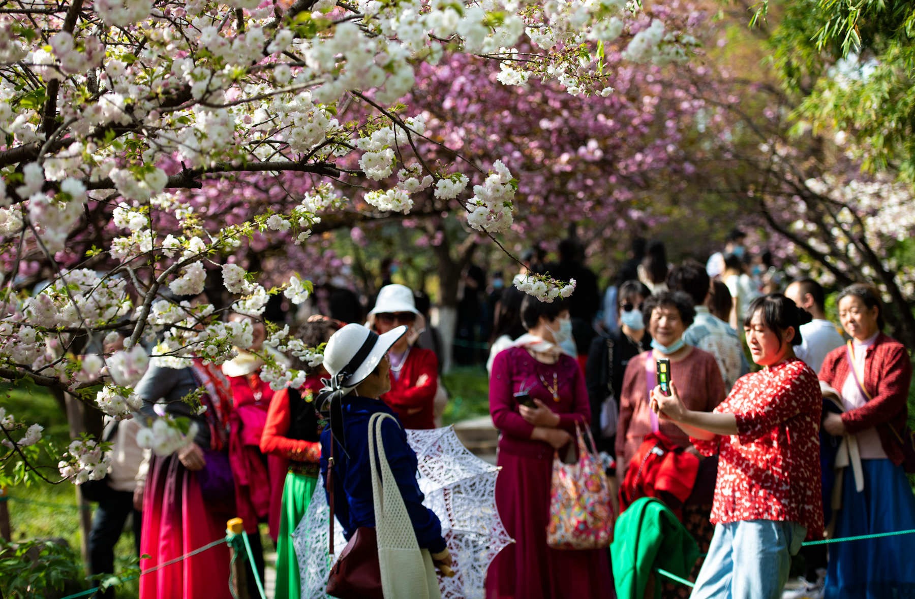 大连|青龙寺的樱花开了
