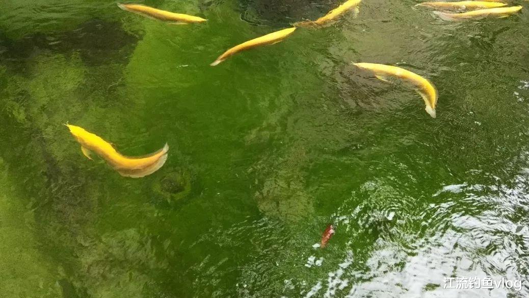 |真是知人知面不知心，河边钓鱼多预防这样的人