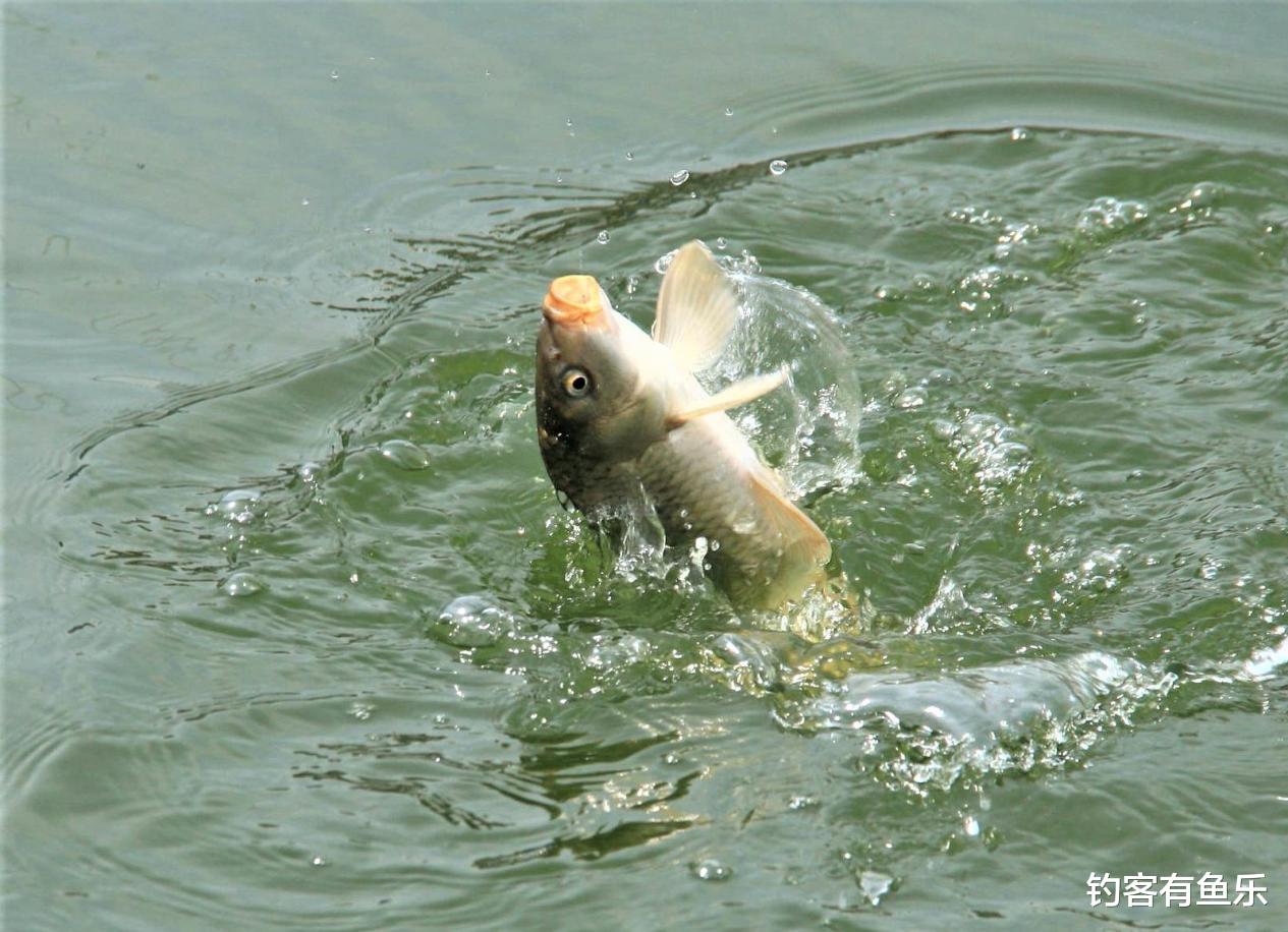 桐乡|秋天钓鲤鱼,先不要急着下竿,找好钓位、打好窝才是关键