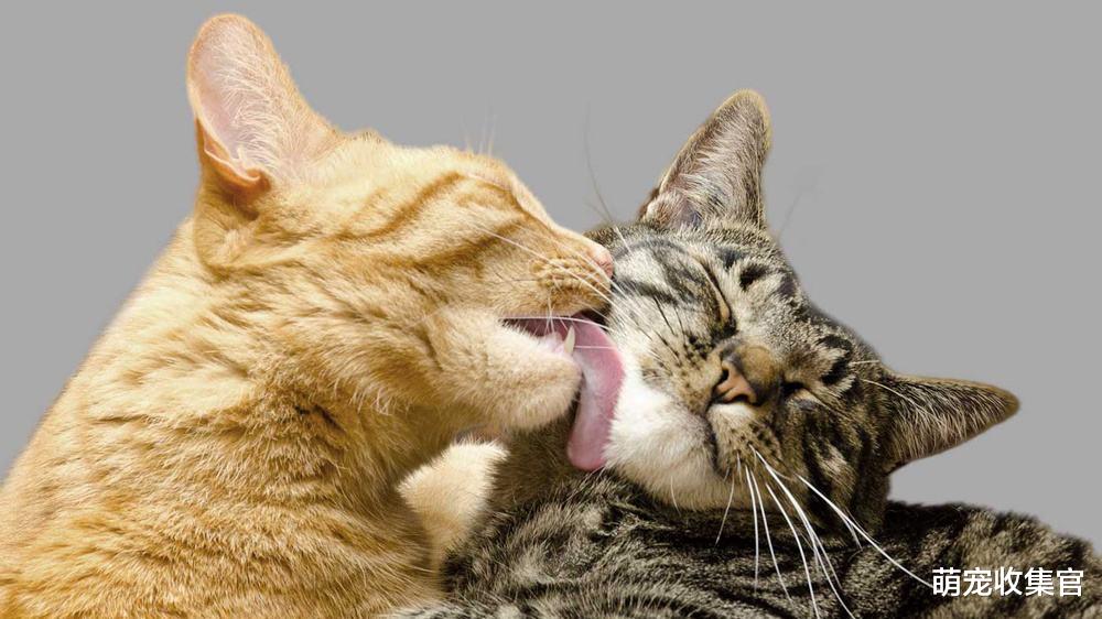猫咪舔毛代表的意思，你一定要知道，舔主人的头发说代表头发脏？