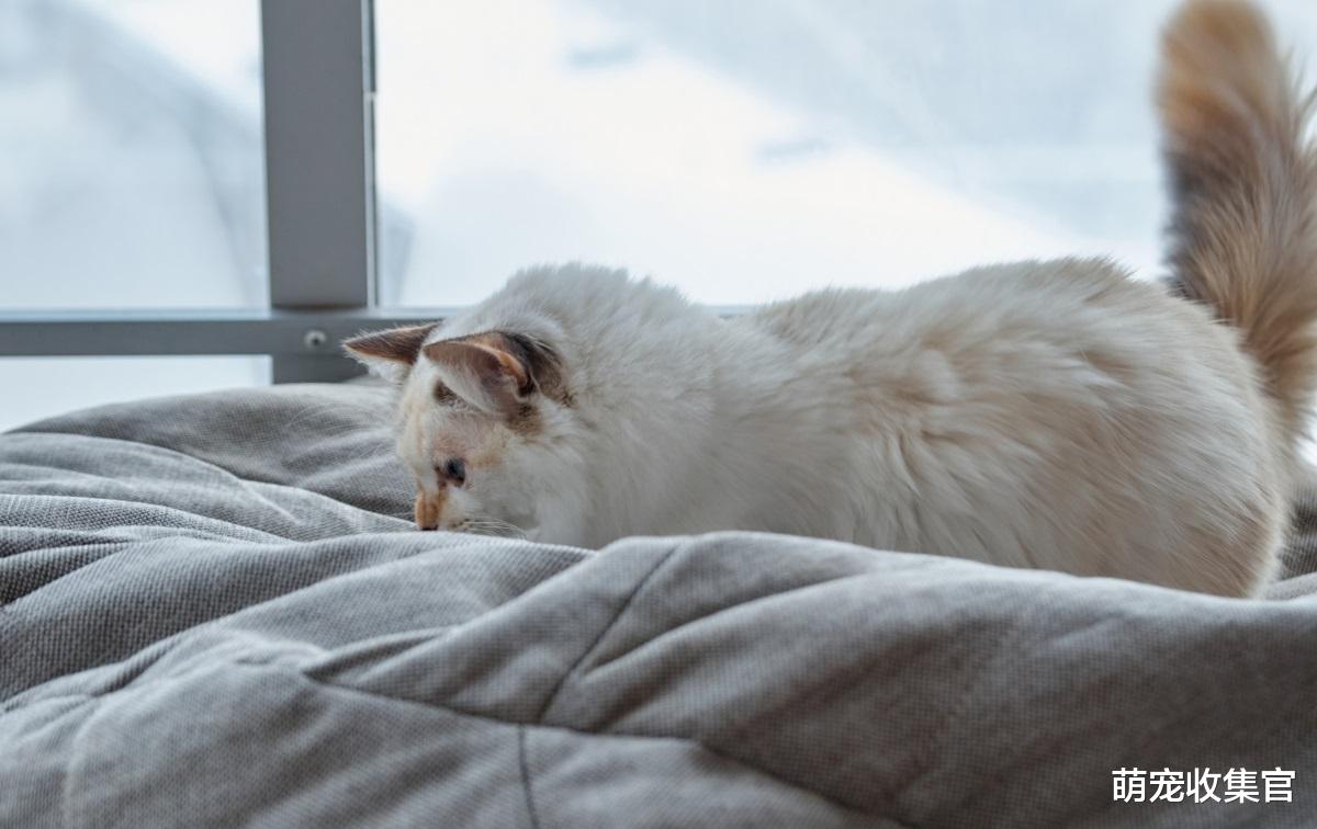 降温以后猫会上床睡觉，猫上床有什么危害，你会让猫上床睡觉吗？