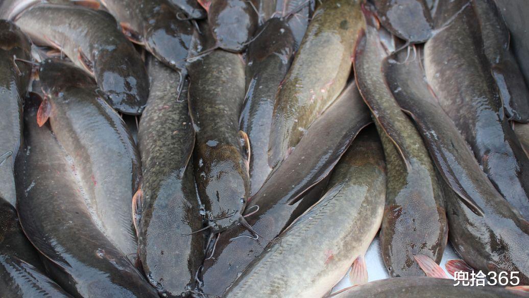 |男子钓鱼时的罕见经历,刚出水面就被抢走,钓鱼瞬间变成了放风筝