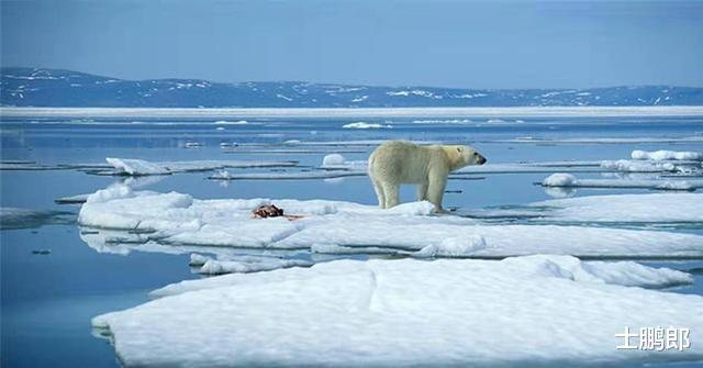 北极温度超30℃穿短袖！冰川融化、全球热浪，人类面临灭绝威胁？