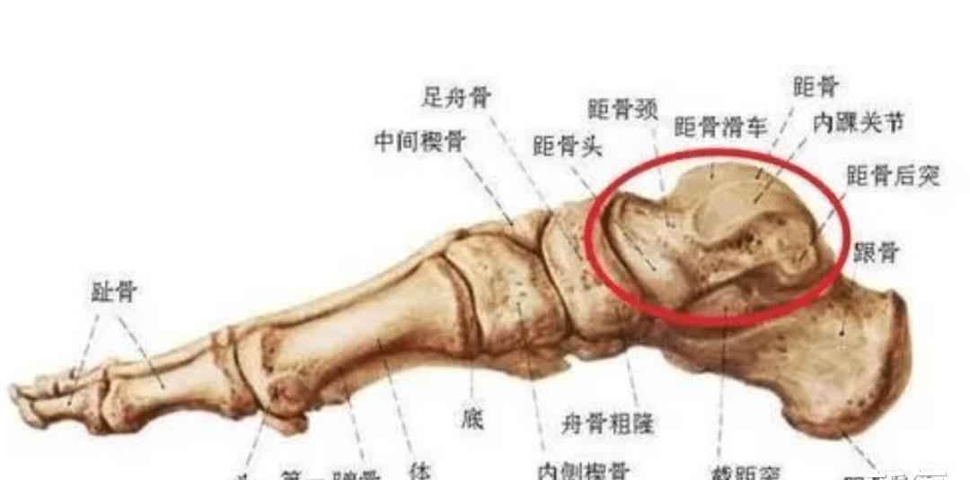 bilibili|日本男人最喜欢的女星身材连续4年拿下榜首，网友：姐姐我可以