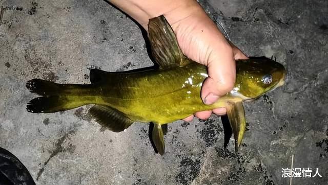 |天气这么热,鱼都去了哪里?都在这几个地方等着你去钓