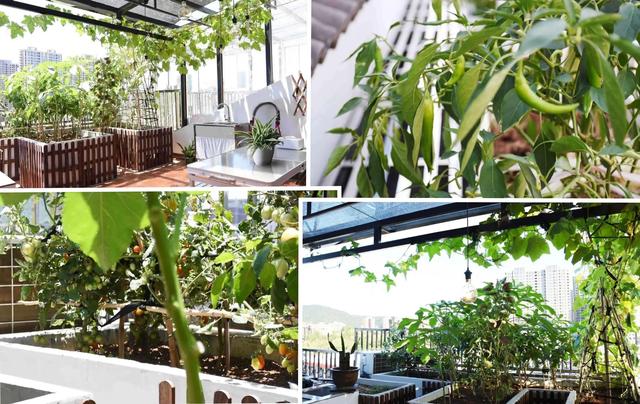 为父母种菜，杭州姑娘买下别人嫌弃的顶楼，装完入住全家乐开花！