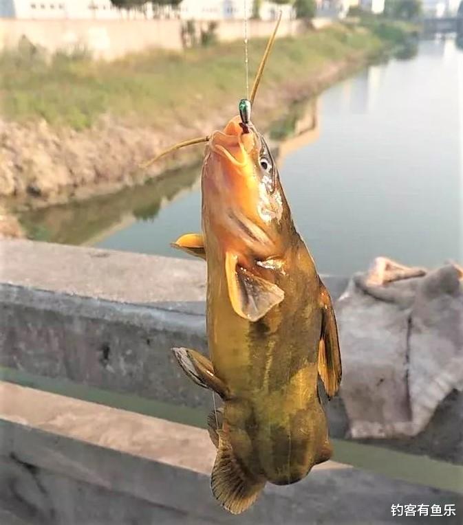 |春季钓鱼，想要钓到更多的黄辣丁，从这三个方面入手很管用