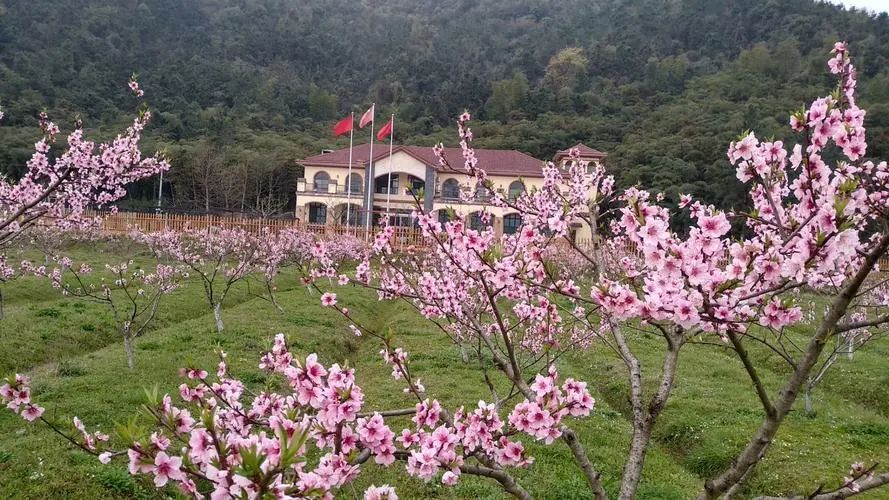 湖州|今年冬天的采摘初体验 不如就从湖州开始吧