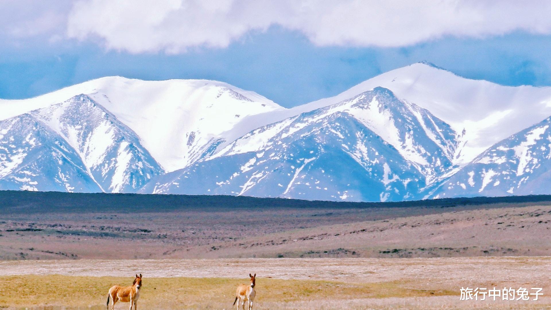高原|青藏高原和玻利维亚高原的海拔高度差不多，为什么难形成大城市？