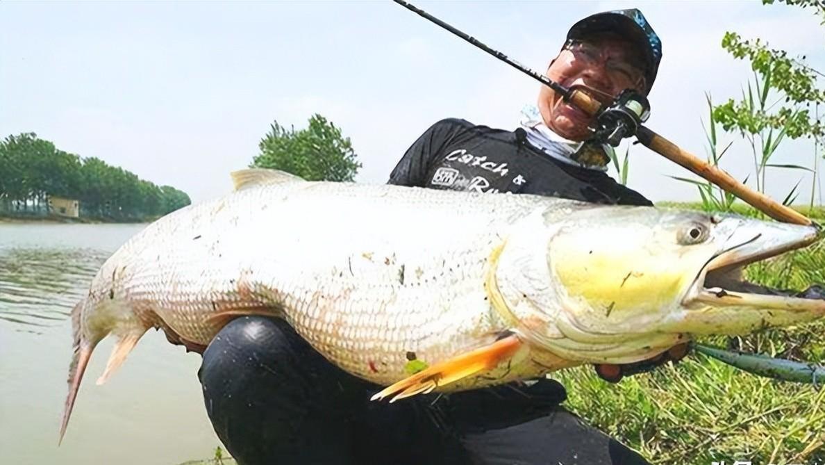 水清|南京一男子长江钓获米级鱤鱼，收杆时摊上大事！因鱼钩超标被立案