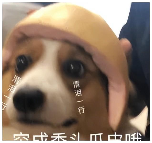 发际线|朴敏英新剧《月水金火木土》,这个发际线好像戴了个假头套?