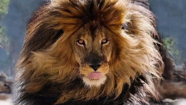 一年吃掉135人的食人狮，专门以人类为食，臭名昭著的查沃狮