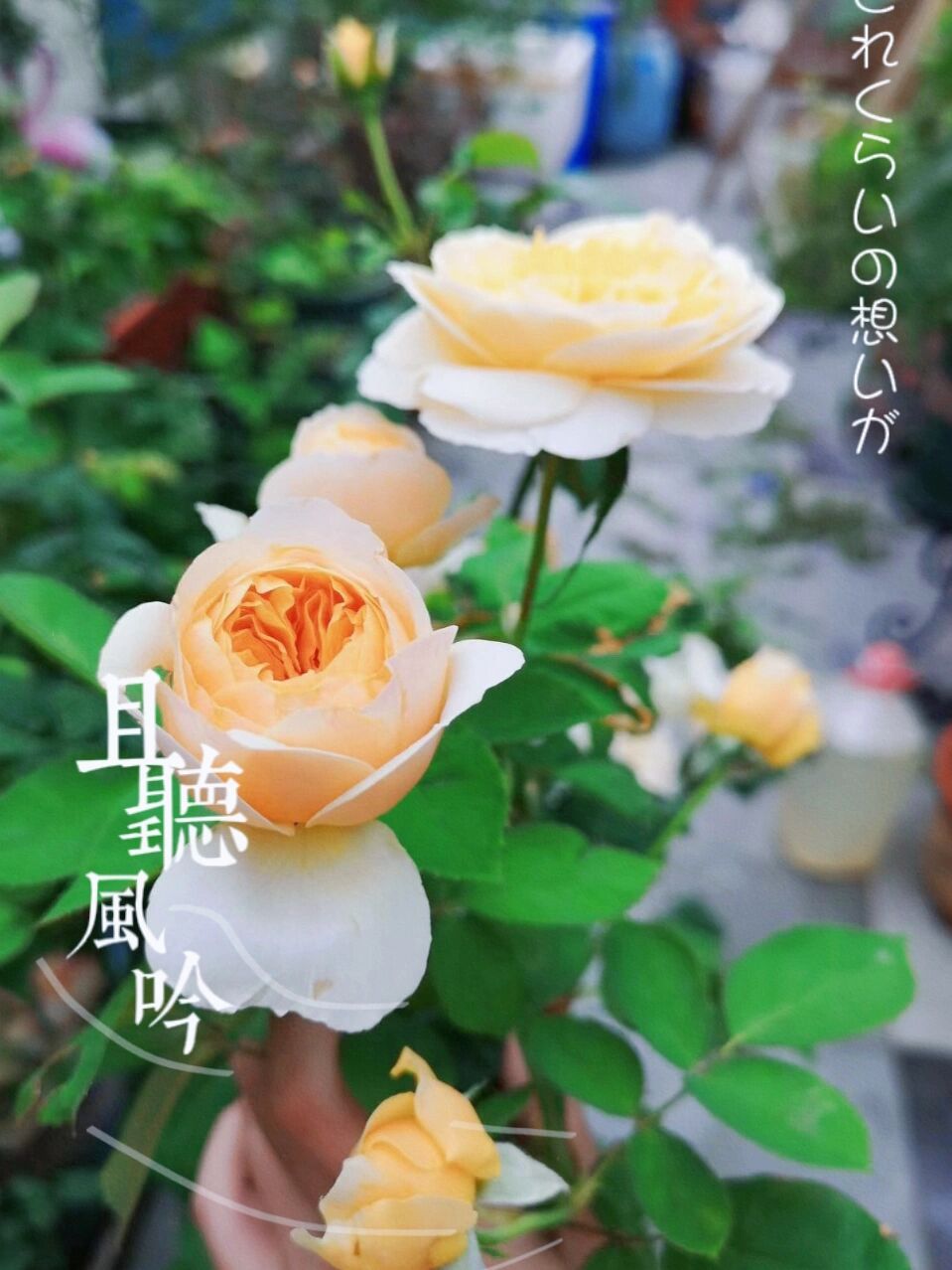 50㎡露台花园布置，分享露台改造避坑指南，希望能给你们一些灵感