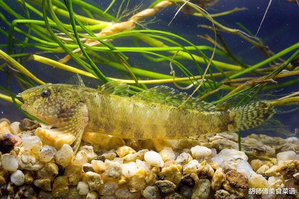 重金属|这6种“最脏”的鱼，含有大量的寄生虫和重金属，很多人不懂，还天天买来吃