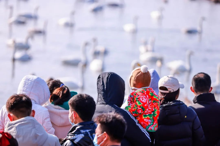 北京市|连续三年冬季到荣成拍天鹅整理出的最佳观赏点，良心推荐